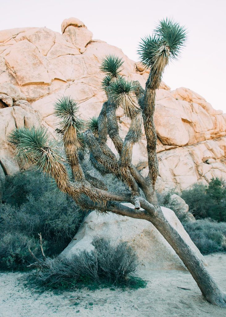 What to See, Do, and Buy in Joshua Tree